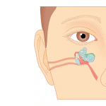 Anatomie de l’oreille et comment elle fonctionne