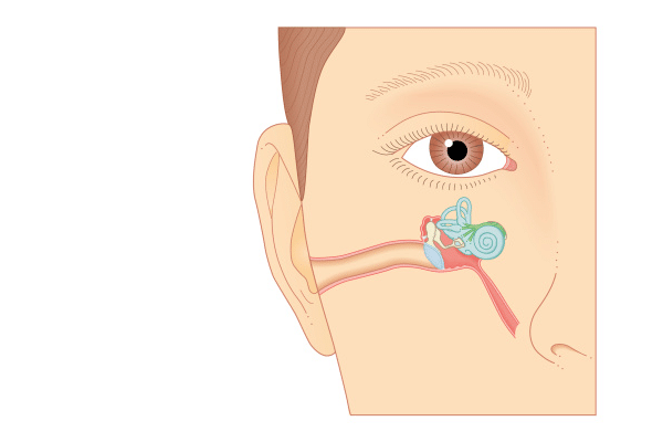 Anatomie de l'oreille - ODYO