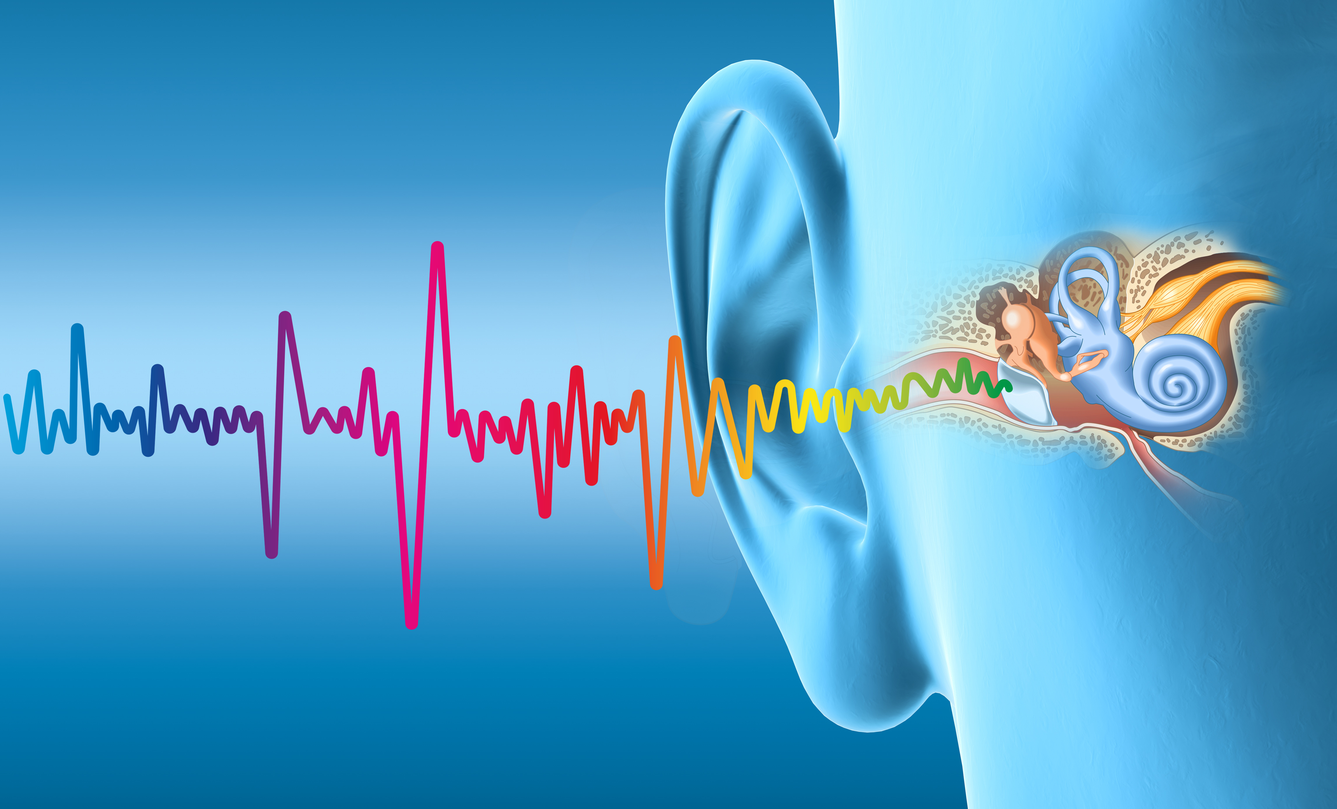 Anatomy of the Ear and How the Hearing System Works
