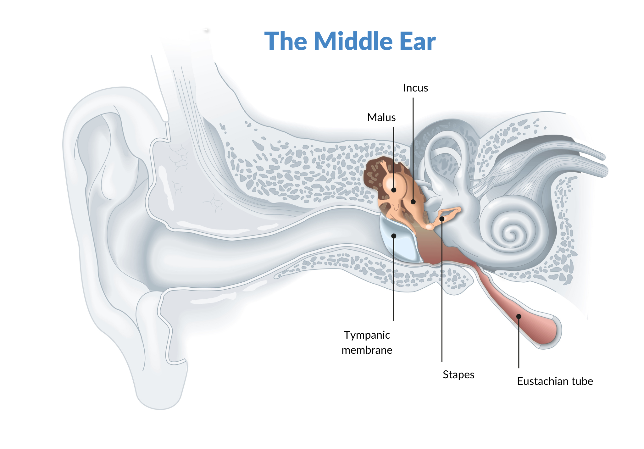 ODYO Blog _ Middle Ear