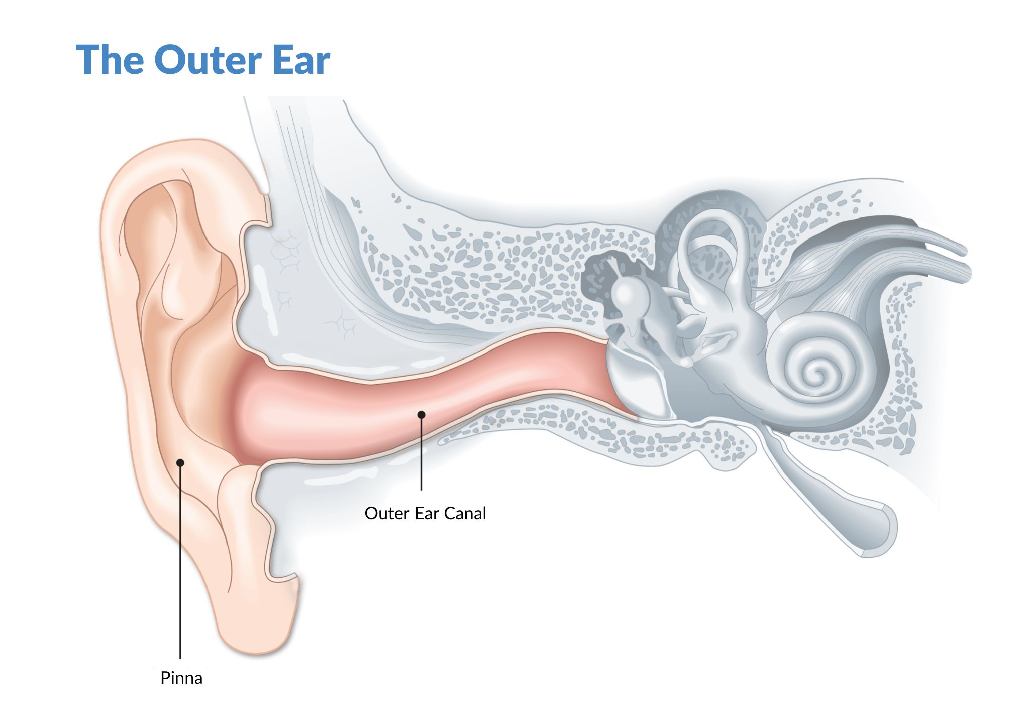 ODYO Blog _ Outer Ear